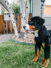 Load image into Gallery viewer, DOG BLACK