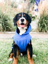 Load image into Gallery viewer, Bright blue Polartec dog hoodie shown from the back on Bernice Mountain dog
